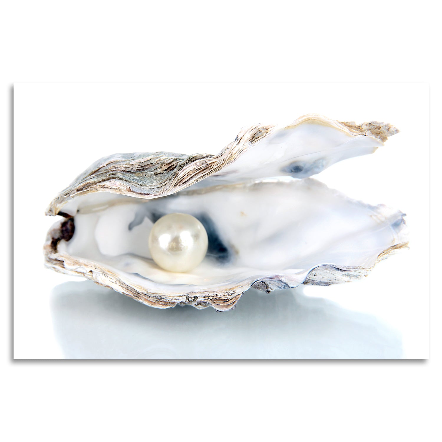 Acrylglasbild Shell with Pearl Kaufen - Elegante Wandgestaltung – queence